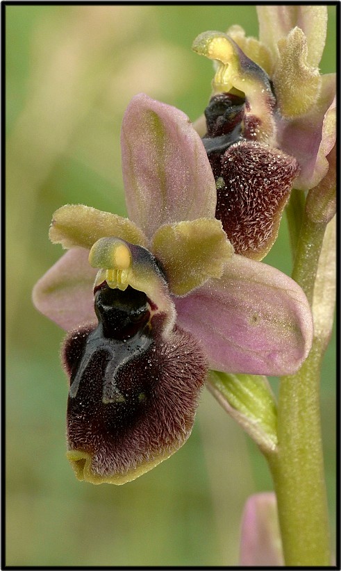 Questo  eccezionale, Ophrys tenthredinifera  x ?